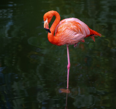 American Flamingo bird (Phoenicopterus ruber)
