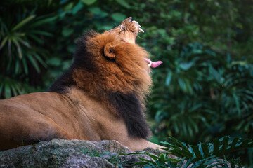 Male Lion with open mouth (Panthera leo)