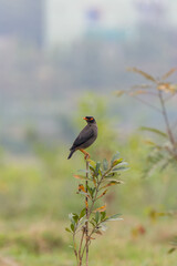 Bank myna (Shalik) Birds on the tree with natural background