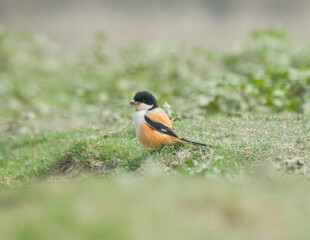 Colourful long tailed shrike bird (bengal name koshay or lynga latora pakhi) on the tree in a jungle, selective focus images.
