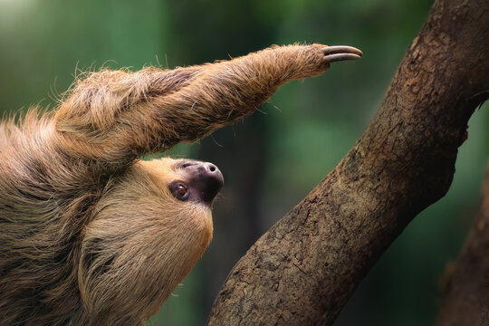 Linnaeus's Two-toed Sloth (Choloepus didactylus)