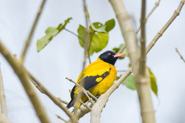 The Black Hooded Oriole Beautiful Yellow Bird with Natural Background.
