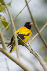 The Black Hooded Oriole Beautiful Yellow Bird with Natural Background.