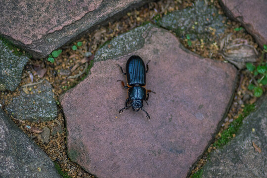 Horned Passalus Beetle (Odontotaenius disjunctus)