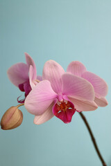 Pink Orchid With Bud