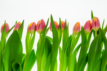 tulips on white