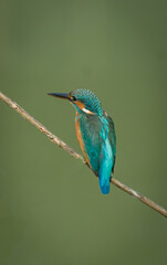 Fototapeta premium The Common Kingfisher Bird with Beautiful Background.