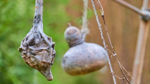 Cucurbita moschata is species originating in either Central America or northern South America. It includes cultivars known as squash or pumpkin.