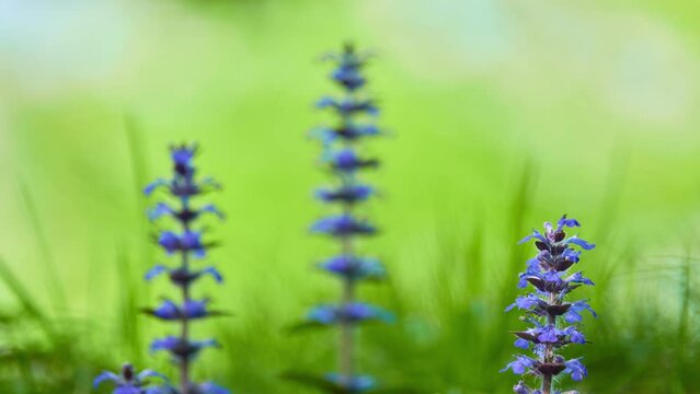 Ajuga reptans is commonly known as bugle, blue bugle, bugleherb, bugleweed, carpetweed, carpet bugleweed, and common bugle, and traditionally but less commonly as "St. Lawrence plant".