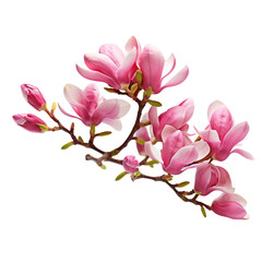Branch of pink magnolia flowers isolated on transparent or white background