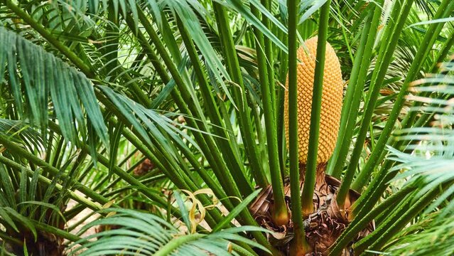 Cycas circinalis, queen sago, is species of cycad