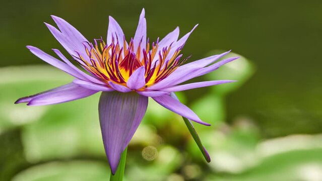 Nymphaea capensis (Cape blue waterlily)