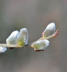 buds of willow - 742923354