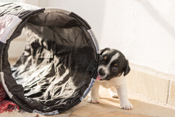 4,5 week old jack russell puppy dog explores playfully around tunnel, vital time for imprinting