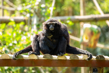 Agile Gibbon (Hylobates agilis) in Southeast Asia