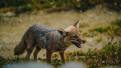 Fototapeta premium Raposa.