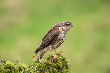 Naklejka na ściany i meble Sparrowhawk, male, perched on a moss covered tree in a forest in the uk in spring.