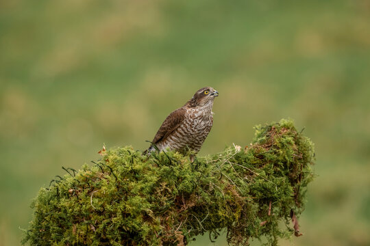 Sparrowhawk, male, perched on a moss covered tree in a forest in the uk in spring.