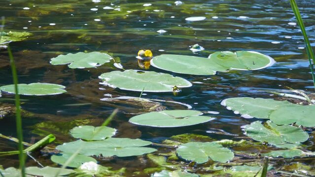 Nymphaea alba, also known as the European white water lily, white water rose or white nenuphar, is an aquatic flowering plant of the family Nymphaeaceae.
