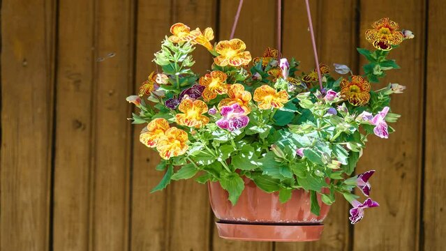Mimulus is a plant genus in the family Phrymaceae, which was traditionally placed in family Scrophulariaceae.