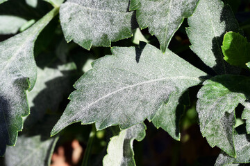 Fungal disease Powdery mildew on dahlia leaves
