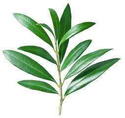 Olive branch with olive leaves isolated on white background. Clipping path.