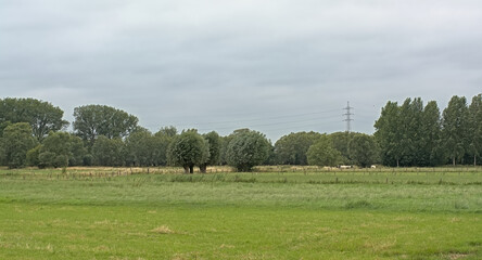 Summer landscape with green meadows and willow trees under a cloudy sky in Wieze, Flanders, Belgium © Kristof Lauwers