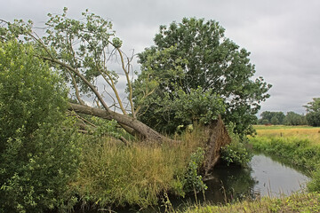 Fallen tree along a ditch in the flemish countryside near Wieze, Flanders, Belgium © Kristof Lauwers