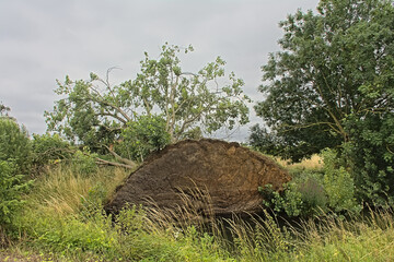 Fallen tree in the countryside near Wieze, Flanders, Belgium © Kristof Lauwers