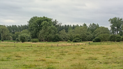 Summer landscape with green meadows and willow trees under a cloudy sky in Wieze, Flanders, Belgium