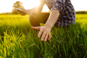 Farmer is checking harvest progress on a tablet at the green wheat field. New crop of wheat is growing. Agricultural and farm concept.