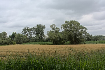 Summer landscape with green meadows and willow trees under a cloudy sky in Wieze, Flanders, Belgium © Kristof Lauwers