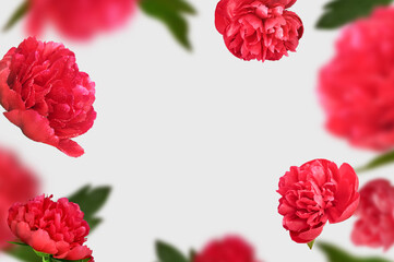 Flying peonies flowers light color background with copy space. Floral spring blossom levitation concept. greeting card for Easter, Passover, 8 March, Valentines day.