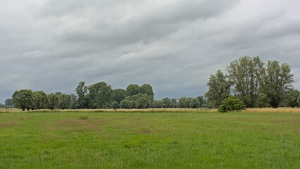 Summer landscape with green meadows and willow trees under a cloudy sky in Wieze, Flanders, Belgium