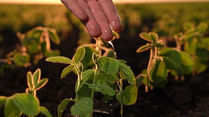 water dripping from wet female hand onto green seedling sunset field, agriculture, concept green...