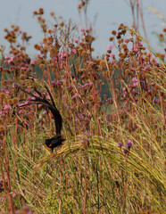 Red Collard Widow Bird Dancing in the Wind