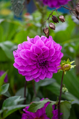 Beautiful purple dahlia flower in the garden, stock photo