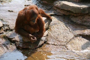 orangutan in a zoo in france  © frdric