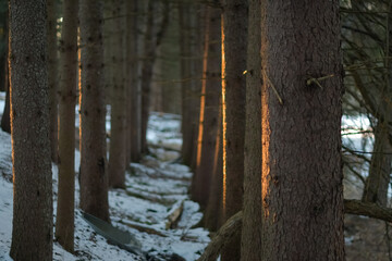 Winter landscape fresh snow copy space background