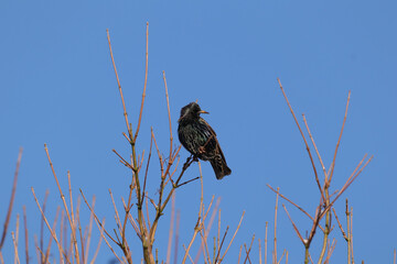 Etourneau sansonnet (Sturnus vulgaris)
Sturnus vulgaris in its natural element

