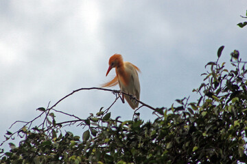 A cattle egret (bubulcus) perching on the tree, a cosmopolitan genus of heron commonly found in...