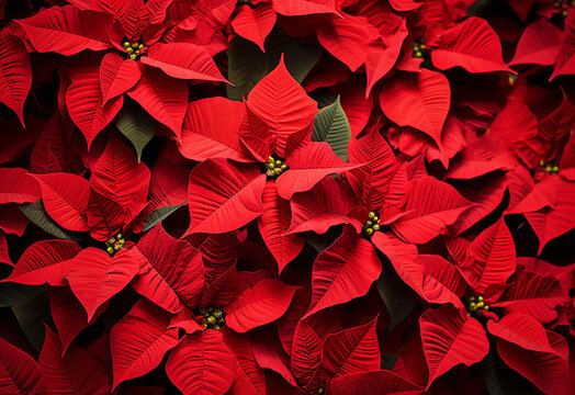 Beautiful flower background design wallpaper