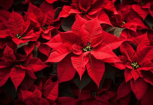 Beautiful flower background design wallpaper