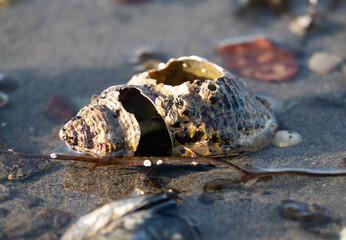 Shoreline Relic: Seashell Remnant on Sandy Beach