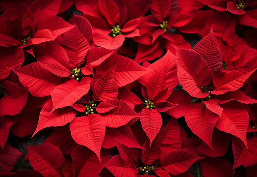 Beautiful floral and flower background design wallpaper pattern