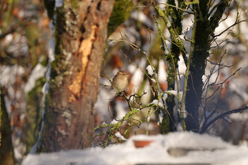 Moineau domestique (Passer domesticus)
Passer domesticus in its natural element
