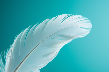 Close-up of a pristine white bird feather against a vibrant turquoise background.