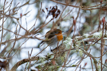 Robin in the snow