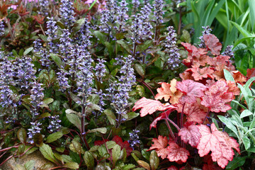Fragment of a spring flower bed after a rain. A heuchera with red leaves and the blossoming ajuga grow at a row.