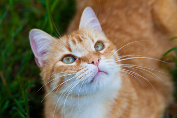 Adult Tabby Ginger cat outdoor - 742956588